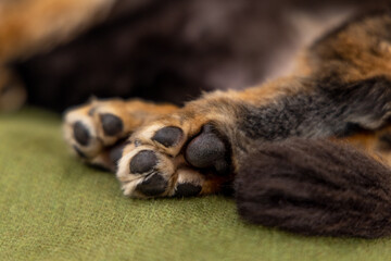 ソファーで寝る愛犬のダックスフンドの後ろ足の黒い肉球と尻尾