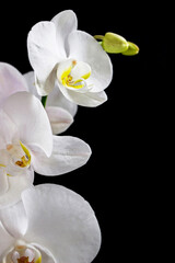 close up of white orchid flower bouquet on black background	