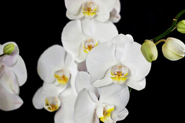 Obraz na płótnie Canvas close up of white orchid flower bouquet on black background 