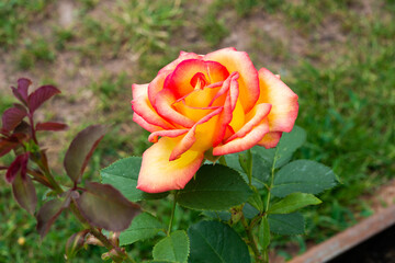 rose orange gelb rot verlauf