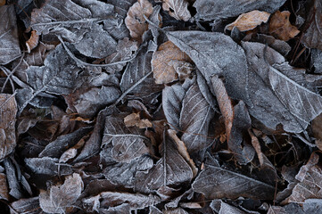 close up of leaves covered in frost