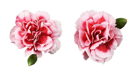 Set of red and white carnation flowers isolated. Top view.