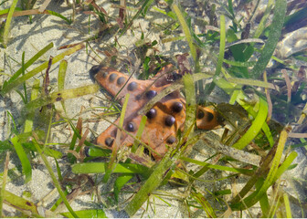 Starfish when the sea water recedes