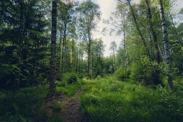 Eder Quellgebiet, Erlebsnispfad, Wald im Siegerland
