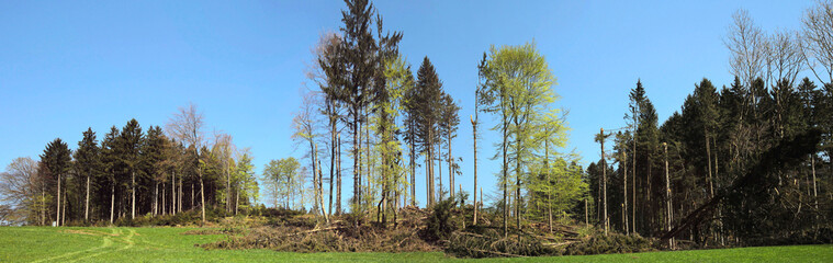 Windbruch nach Sturm im Wald, Waldschäden, Bayern, Deutschland, Europa, Panorama