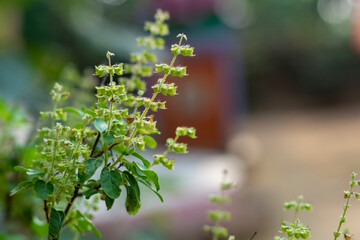 Tulsi tree with blur background