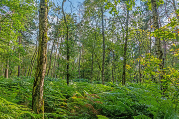 Obraz premium Panoramic image of mixed forest with ferns on the ground in evening light