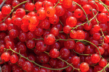 A closeup shot of red currant fruits with branches by summer day. Fresh berries in the sunlight