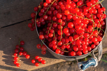 Red currant in a pot on a wooden step by summer day. Fresh berries in a pot in the sunlight
