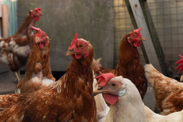Chickens are walking in the yard by summer day