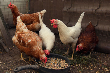 Chickens with red crowns are eating from a pan against a cage wall by summer day