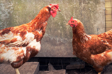 Pair of chickens with red crowns are standing against a wall by summer day