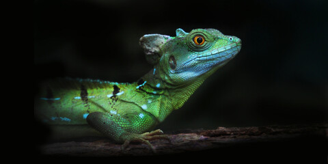 Stirnlappenbasilisk (Basiliscus plumifrons) oder Federbuschbasilisk, tropischer Regenwald,...