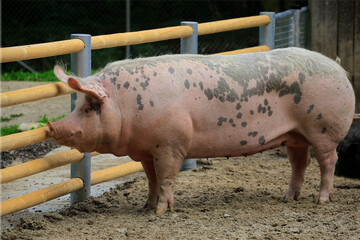 Hausschwein (Sus scrofa domesticus) im Gehege