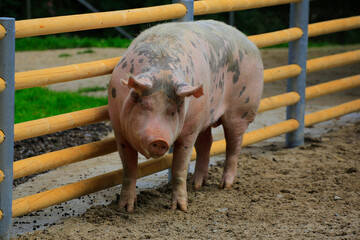 Hausschwein (Sus scrofa domesticus) im Gehege
