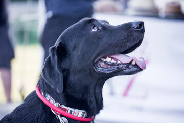 Black dog in the park, close up portrait, tongue outside 