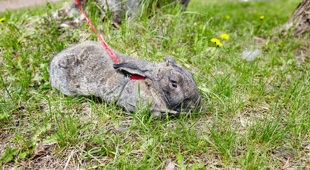 Big rabbit in forest. Lovely and lively bunny in nature