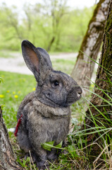 Big rabbit in forest. Lovely and lively bunny in nature
