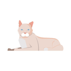 Cat Flat Illustration