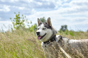 Portrait of siberian husky with blue eyes at field. Husky dog on nature walk