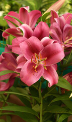 Fototapeta na wymiar Beautiful Giant Oriental Lily Fujian