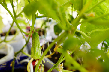 Cucumber grows in a greenhouse. Growing fresh vegetables in a greenhouse