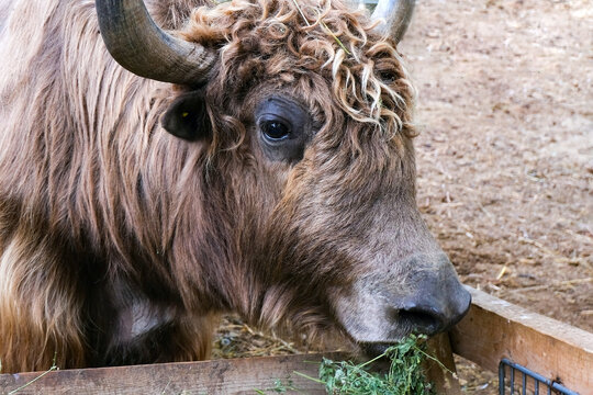 Cows, cattle eat hay in the paddock on the farm.