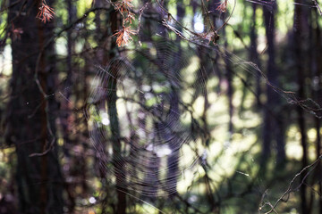 Sieć pająka w ciemnym lesie oplata drzewa.  - obrazy, fototapety, plakaty