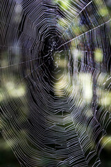 Sieć pająka w ciemnym lesie oplata drzewa. 