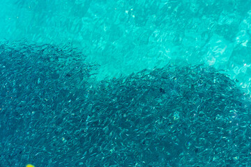 Fototapeta na wymiar Shoal of fish schooling in the crystal clear water of the Gulf of Tomini, in Sulawesi. The Kepulauan Togean National Park is a largely marine national park, including the Togian Islands