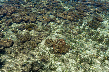 Coral reef close to Batudaka, one of the Togian Islands in the north of Sulawesi. The Islands are a paradise for divers and snorkelers and offers an incredible diversity of species