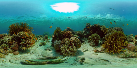 Naklejka premium Blue Sea Water and Tropical Fish. Tropical underwater sea fish. Philippines. Virtual Reality 360.