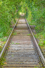 Image along a disused railroad line through a densely overgrown forest during the day