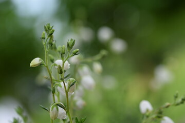 Daboecia cantabrica white flowers bokeh background, space for text.