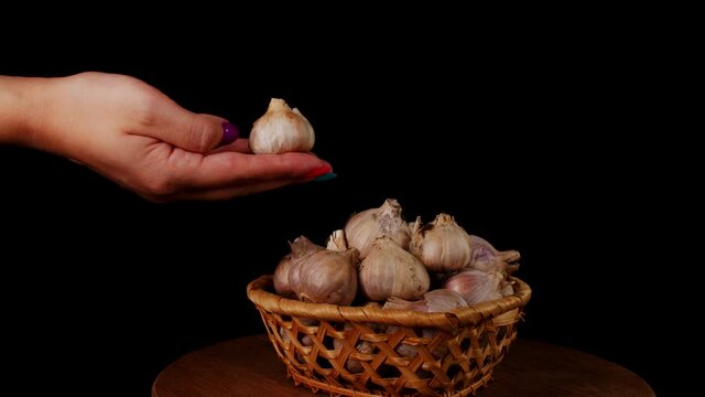 Person demonstrating raw bulb of garlic. Crop hand holding whole big white head of garlic on black background.