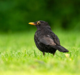 Amsel jungvogel auf einer wiese