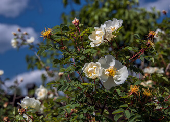 The rosehip flowers bloomed at the beginning of June