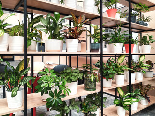 Various varieties of home flowers in pots are on the shelves of a rack for sale in a flower shop. Nature is close to us in close-up. Flowers for loved ones and dear people. 
