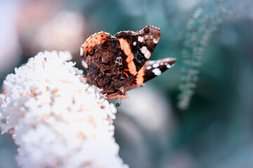 Motyl na motylowcu © anettastar