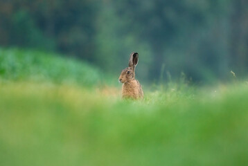rabbit hare in the grass