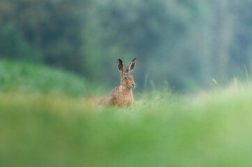 Obraz premium rabbit in the grass