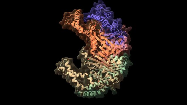 Structure of human GTP cyclohydrolase I, animated 3D cartoon and Gaussian surface models, chain id color scheme, based on PDB 6z87, black background