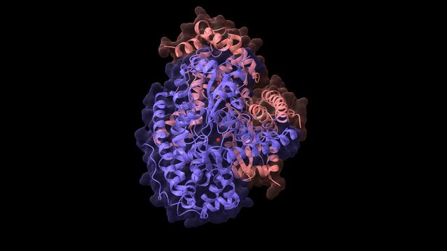 Structure of native human manganese (red) superoxide dismutase, animated 3D cartoon and Gaussian surface models, chain id color scheme, based on PDB 5vf9, black background