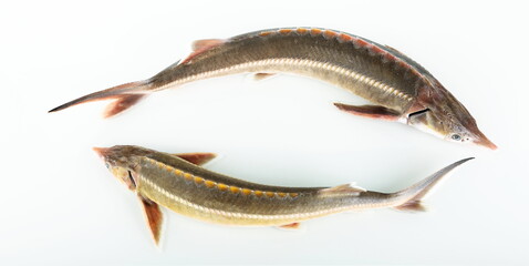 two raw sturgeon fish are on white background 