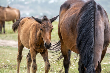 horse and foal