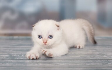 white kitten on a white background