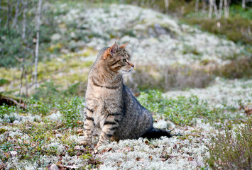 Domestic cat outdoors in cold season