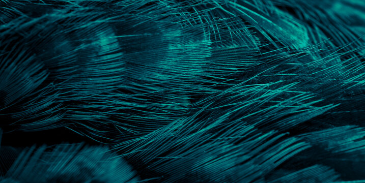 blue pheasant feathers with a visible texture. background © Krzysztof Bubel