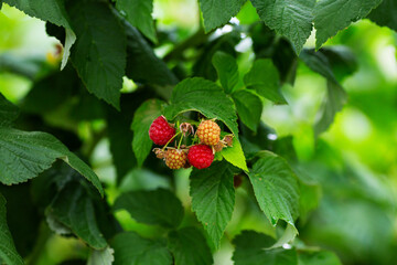 Raspberry plant and berries in organic garden spring concept