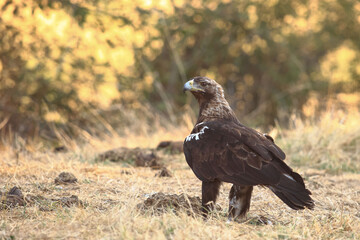Spanish imperial eagle (Aquila adalberti) perching on the ground